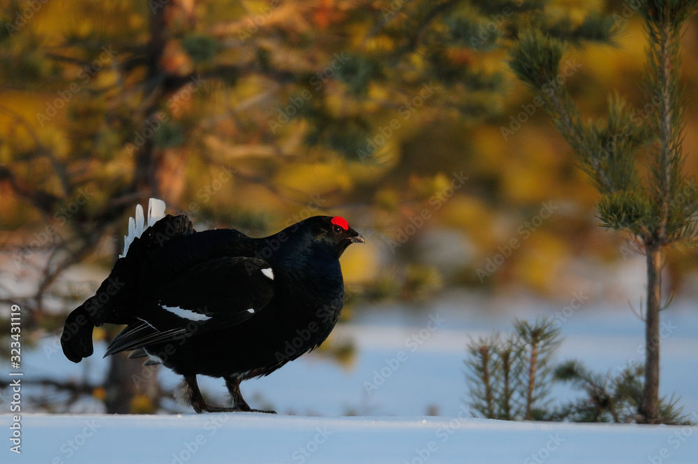 Black grouse make courtship display, sweden Black grouse make courtship display, sweden