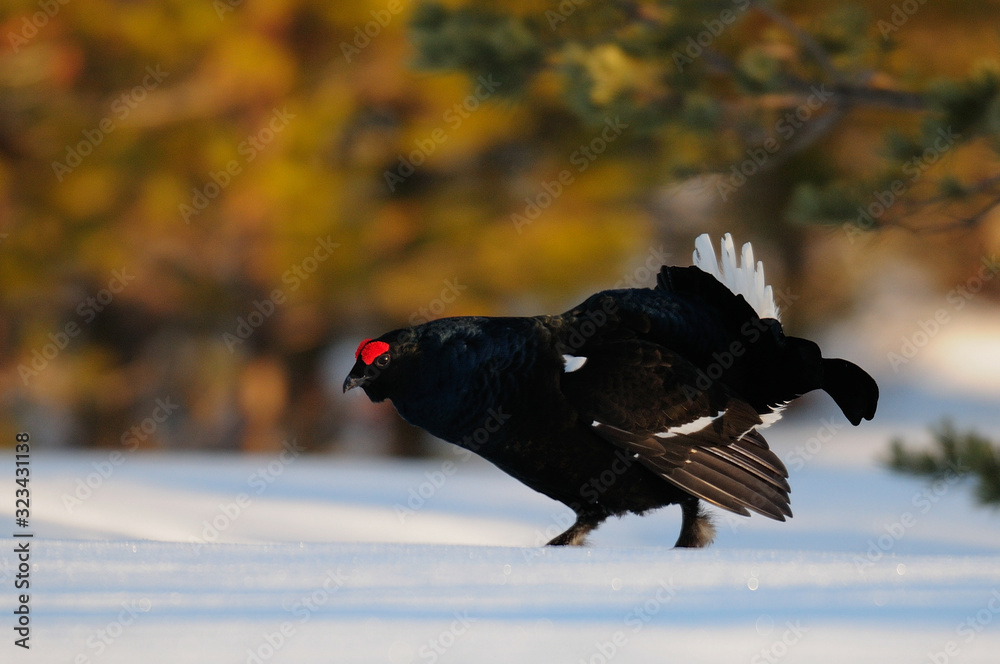 Black grouse make courtship display, sweden Black grouse make courtship display, sweden