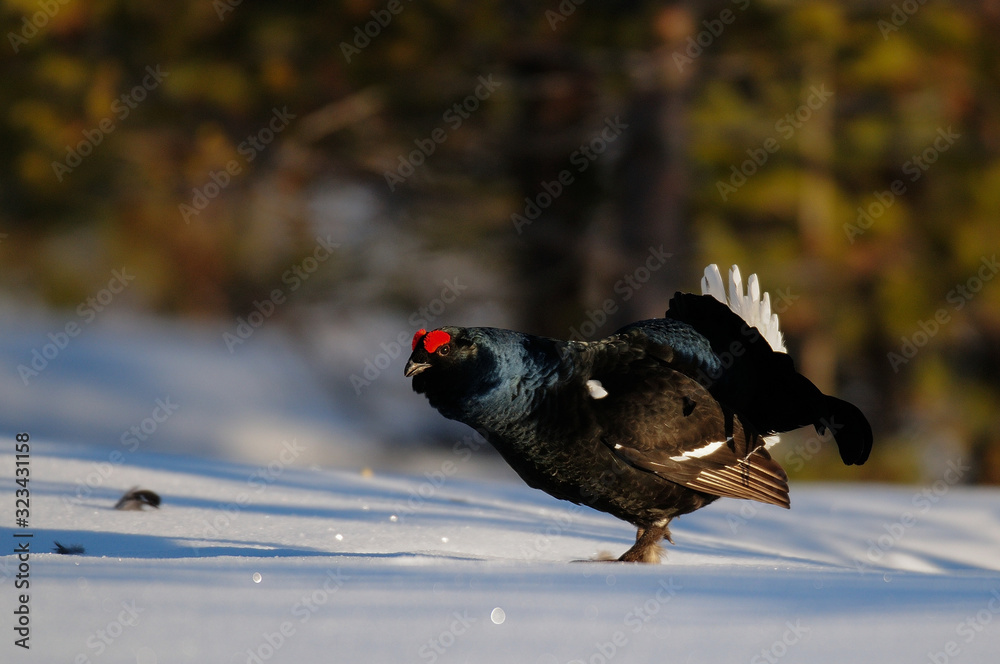 Black grouse make courtship display, sweden Black grouse make courtship display, sweden