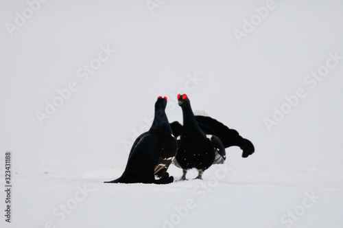 Black grouse cock fighting on the snow  sweden