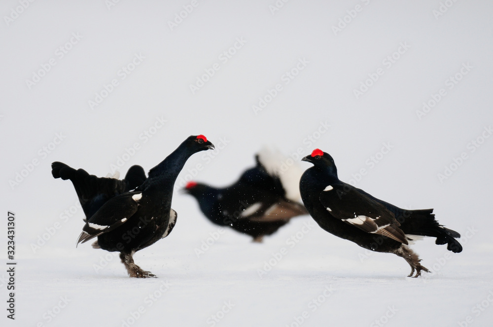 Black grouse cock fighting on the snow, sweden Black grouse cock fighting on the snow, sweden
