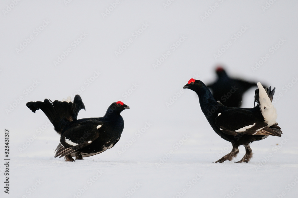 Black grouse cock fighting on the snow, sweden Black grouse cock fighting on the snow, sweden