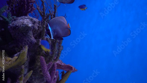 Pakistani butterfly fish swims in the aquatic environment photo