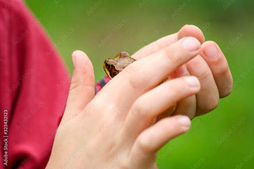 Grasfrosch Laubfrosch auf Kinderhand umschlossen