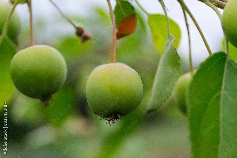 Green apples on a tree with green blurred garden as a background. Green apples on a tree with green blurred garden as a background.