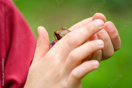 Grasfrosch Laubfrosch auf Kinderhand umschlossen