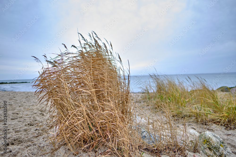 Fototapeta premium Baltic Sea with golden yellow beach oats in the sunlight, winter on the Baltic Sea and grasses on the beach
