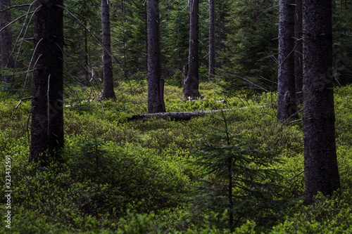 Wallpaper Mural Forest where trunks of trees grows up and under them is blueberries. Torontodigital.ca