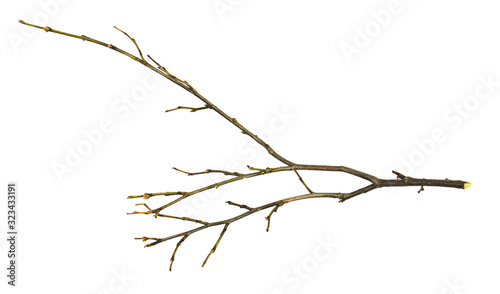 Dry twig