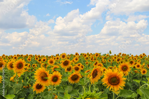 Huge yellow agricultural field with sunflowers. Flowers on the field are visible to the horizon. Mid summer. White clouds runs across the blue sky. Theme of summer and agriculture.