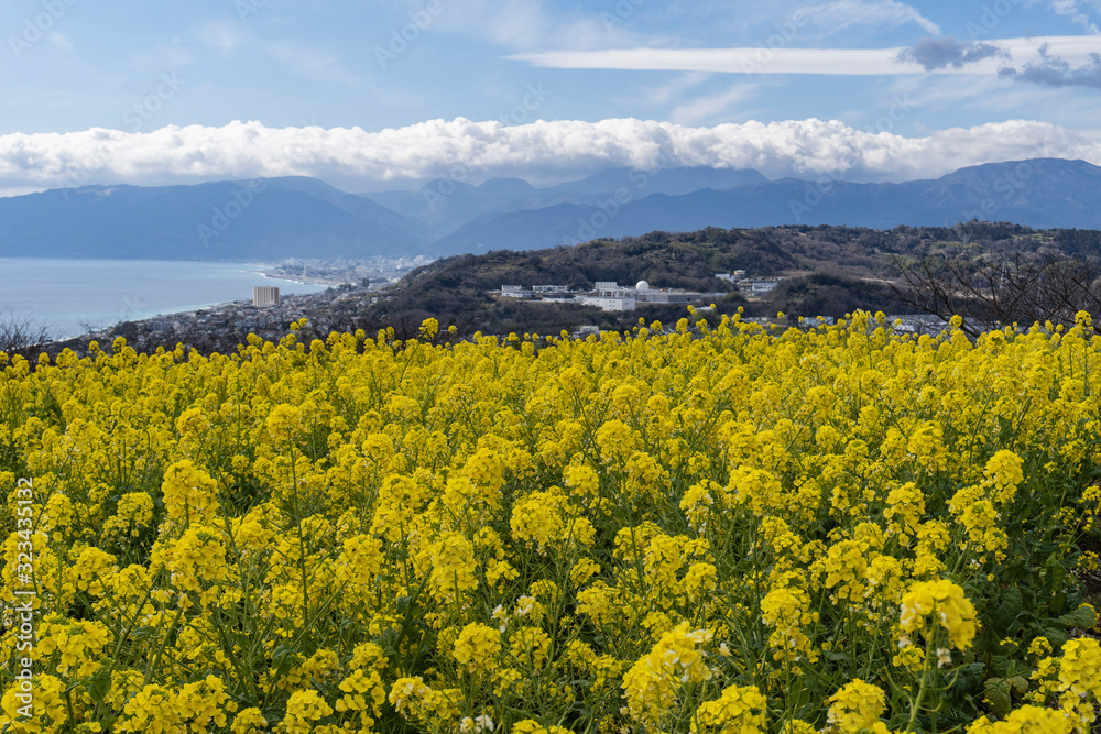ナノハナの後ろに海と街／吾妻山公園