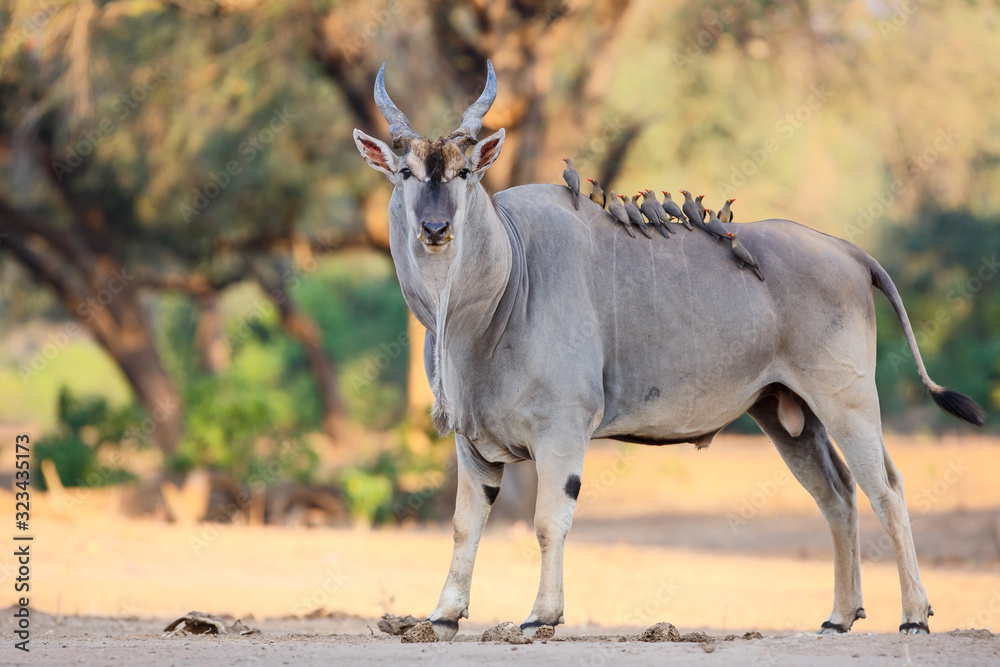 Common eland bull with red-billed oxpecker in Mana Pools National Park in Zimbabwe