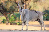 Common eland bull with red-billed oxpecker in Mana Pools National Park in Zimbabwe