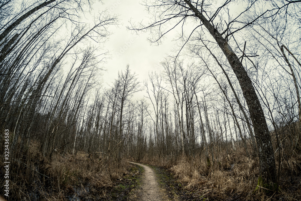 Naklejka premium empty dirty gravel dirt road in forest