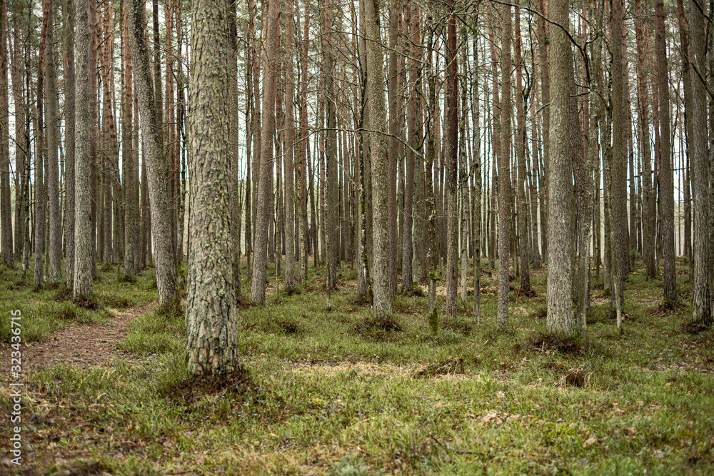 beautiful clean spruce tree evergreen forest park beautiful clean spruce tree evergreen forest park