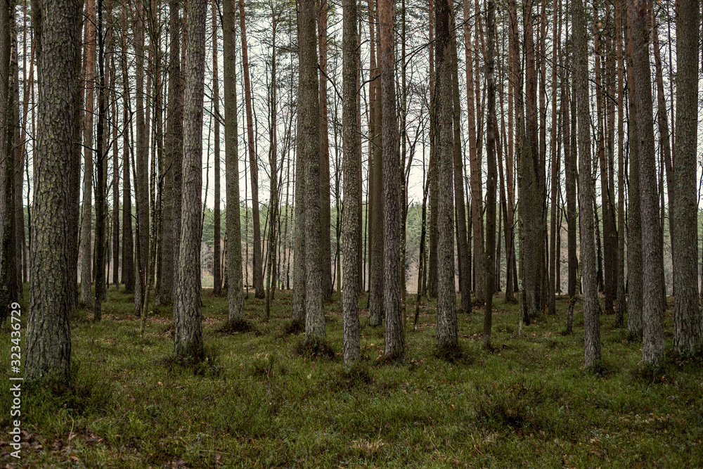 beautiful clean spruce tree evergreen forest park beautiful clean spruce tree evergreen forest park