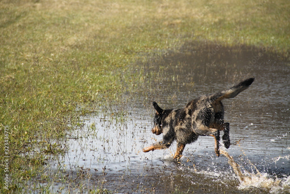 Beauceron dog having fun in puddles in the meadow Beauceron dog having fun in puddles in the meadow