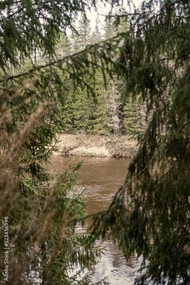 Fototapeta premium picturesque river in forest in autumn