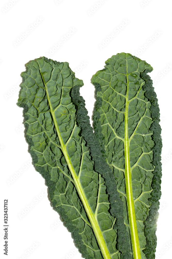 Healthy Fresh Green Cabbage Kale Leaf on a White Background Healthy Fresh Green Cabbage Kale Leaf on a White Background