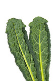 Healthy Fresh Green Cabbage Kale Leaf on a White Background