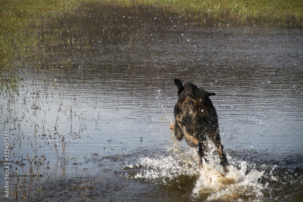 Beauceron dog having fun in puddles in the meadow Beauceron dog having fun in puddles in the meadow
