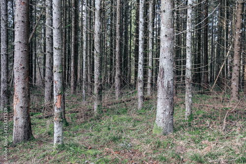 beautiful clean spruce tree evergreen forest park