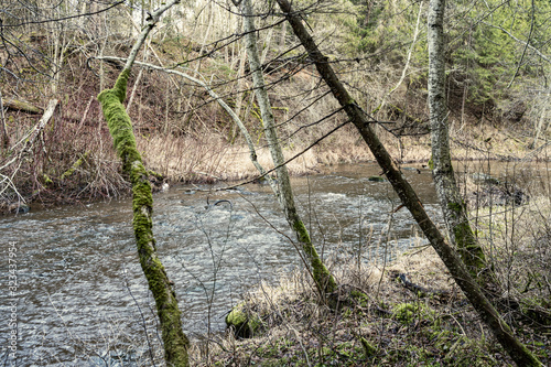 picturesque river in forest in autumn