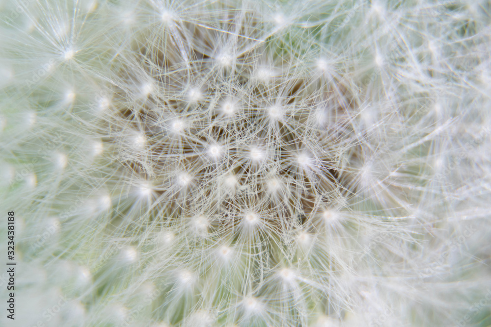 Pusteblume Pusteblume
