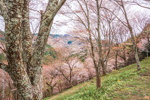 Thousand Trees of Cherry Blossoms at Mount Yoshino