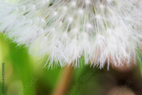 Pusteblume