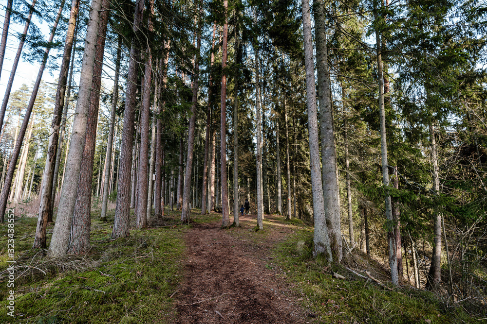beautiful clean spruce tree evergreen forest park beautiful clean spruce tree evergreen forest park