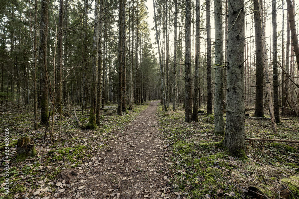 path in the forest path in the forest