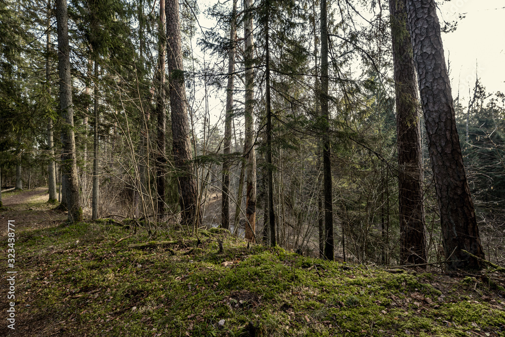 beautiful clean spruce tree evergreen forest park beautiful clean spruce tree evergreen forest park