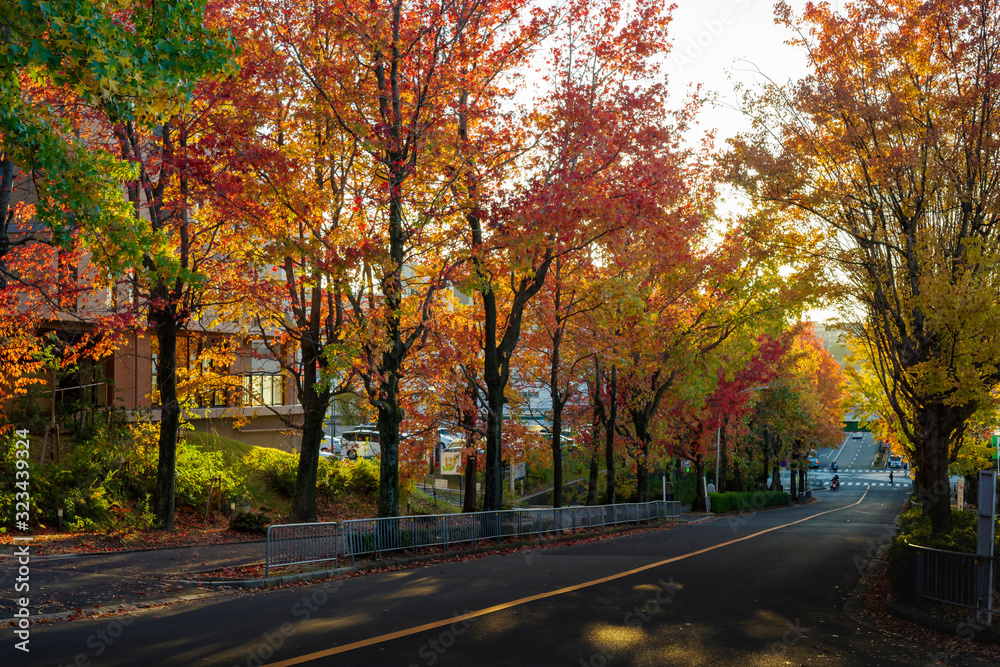 三色彩道・紅葉するアメリカフウ並木の夕暮れの風景