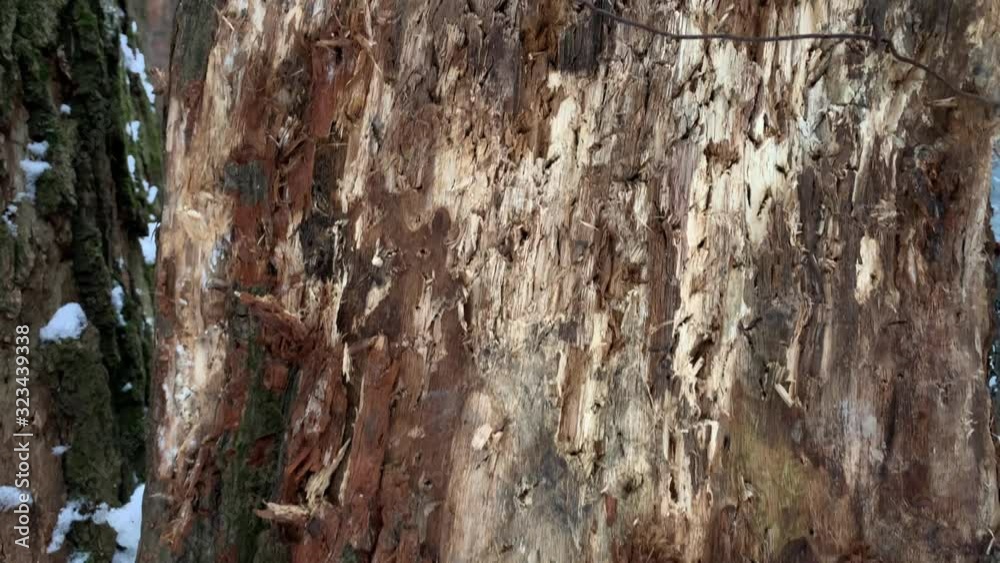 Old cracked trunk of a tree - closeup. Russian the winter. Old cracked trunk of a tree - closeup. Russian the winter.