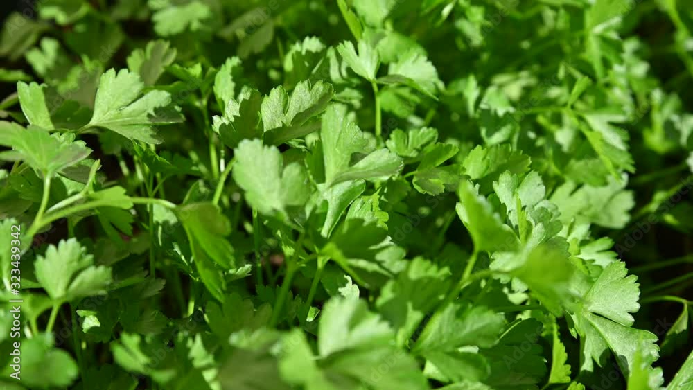 In a pot full of tender parsley seedlings, a light breeze moves the bright green leaves. Close up shot.