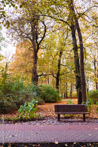 colorful autumn is in the park  all trees have gorgeous leaves and many fell to the ground  a paved path passes through the park  focus and sharpness for individual areas.