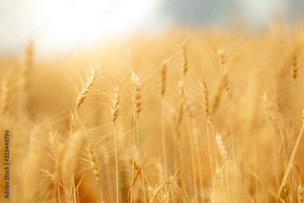 Wheat crop field. Ears of golden wheat close up. Ripening ears of wheat field background. Rich harvest Concept.