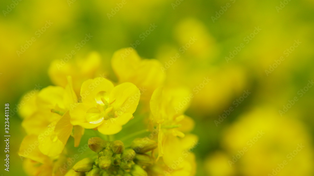 カンザキナノハナ