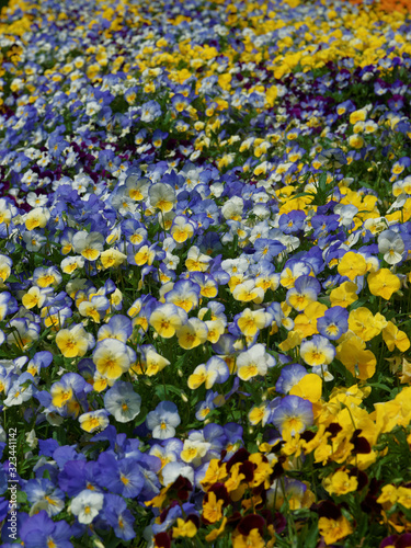 Yellow and blue pansies in the big flower bed