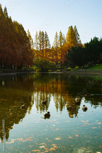 紅葉するメタセコイアと水鳥のいる池の公園の朝の風景