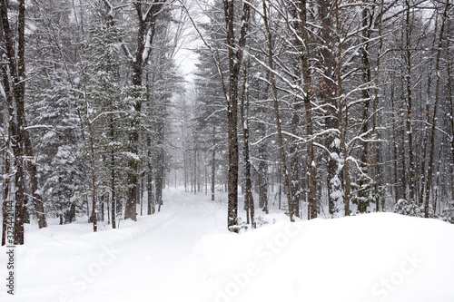 Snow covered forest road in a February snowstorm in Wausau, Wisconsin getting one to two inches an hour, black & white