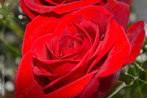 red rose on black background