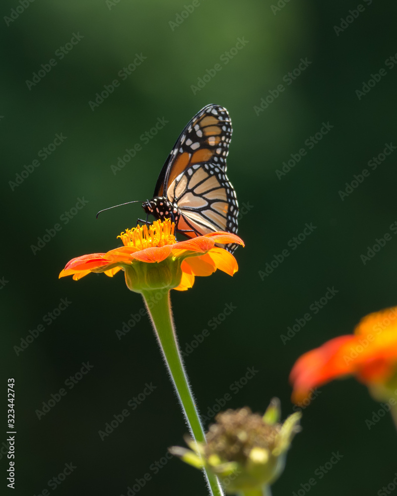 Monarch butterfly eating nectar from a bright orange zinnia flower. Monarch butterfly eating nectar from a bright orange zinnia flower.