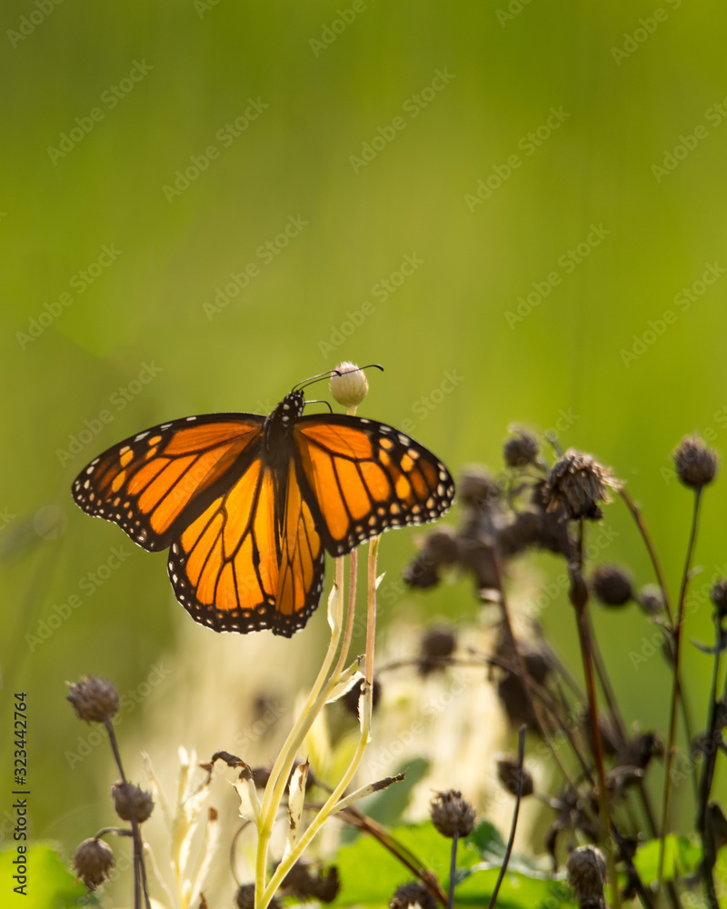 Fototapeta premium Majestic, vibrant, orange Monarch butterfly sitting on a zinnia flower.