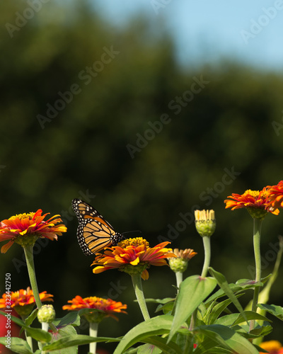Close up of Monarch butterfly sitting on a vibrant zinnia flower.
