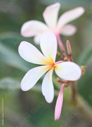 frangipani flower on green background