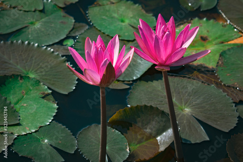 Beautiful pink lotus flowers or lotus flowers in the pool