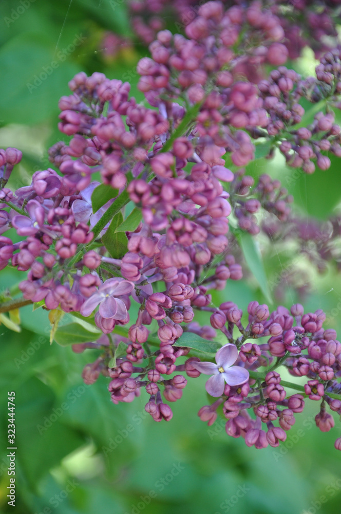 Purple flowers in the garden. Blurry bunch of pink lilac flowers closeup with bokeh background of green foliage. Purple blossoms and flower buds of lilac bush in garden at springtime. Defocused floral Purple flowers in the garden. Blurry bunch of pink lilac flowers closeup with bokeh background of green foliage. Purple blossoms and flower buds of lilac bush in garden at springtime. Defocused floral