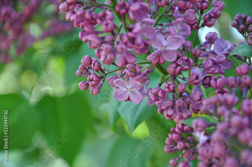 Purple flowers in the garden. Pink bunch of lilac flowers and flower buds closeup with blurred background of green foliage. Purple blossoms of lilac bush in garden at springtime. Floral backdrop.